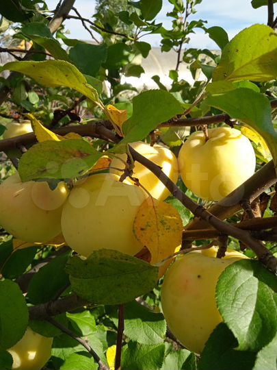 Дом 70 м² на участке 11 сот.