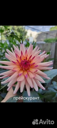 Георгины клубни