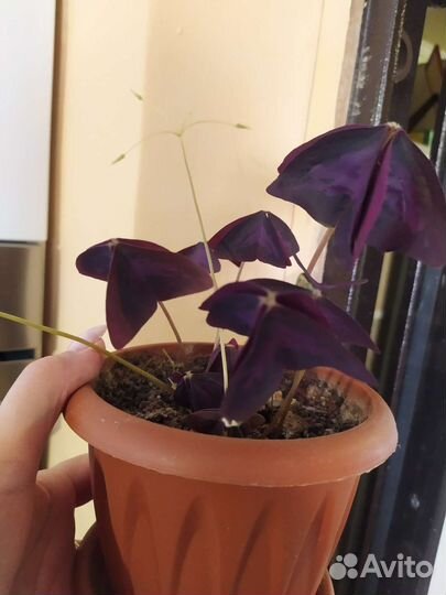 Батерфляй или кислица