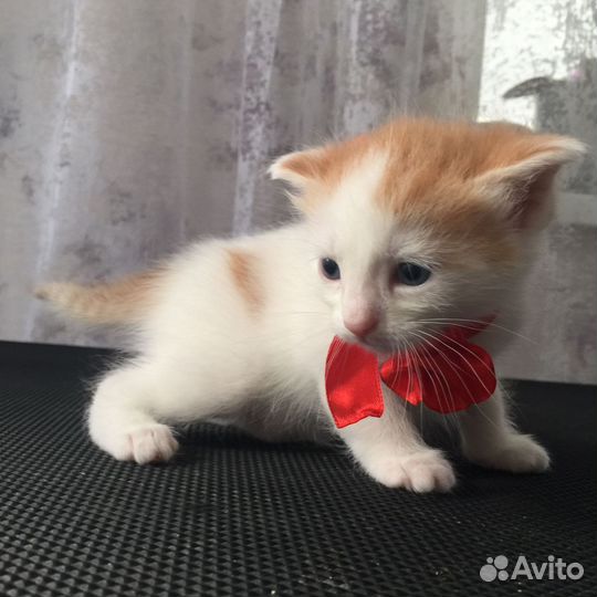 Мальчик котенок