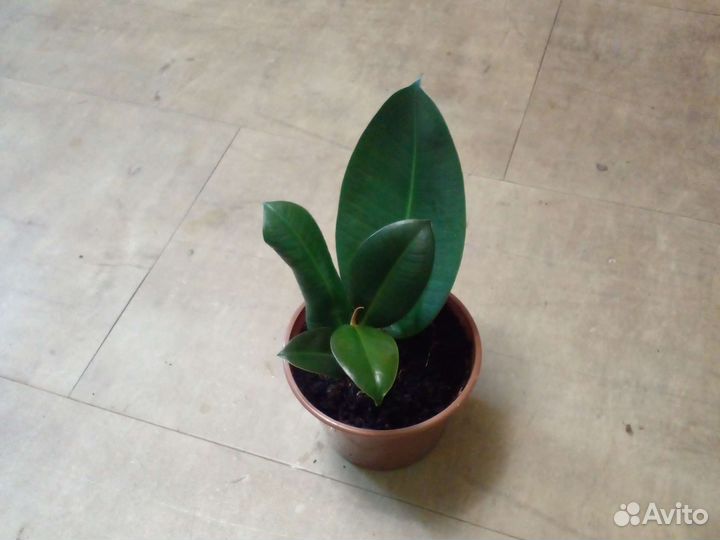 Фикус каучуконосный