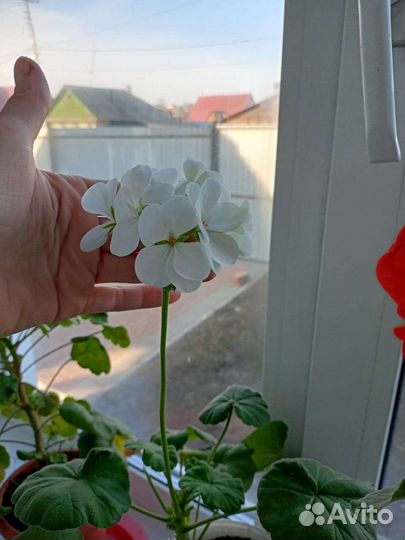 Папоротник, Герань