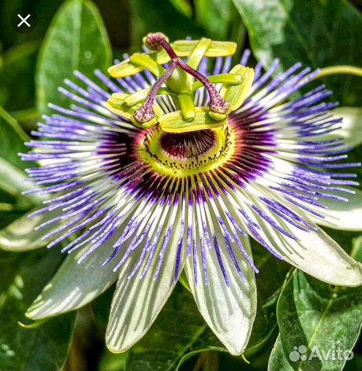 Вечнозеленая лиана-Пассифлора-Маракуйя