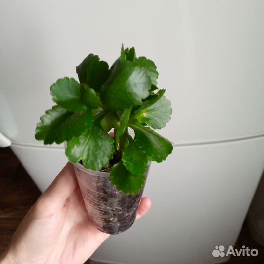 Каланхоэ красный