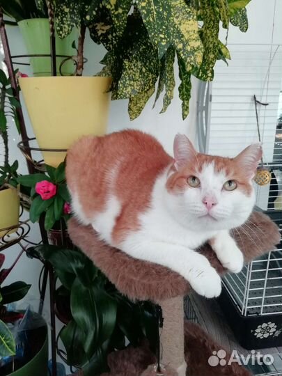 Белоогненный котик