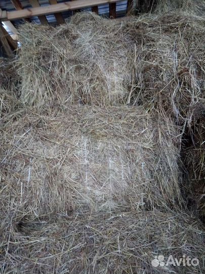 Сено луговое, костёр, овёс