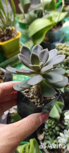 Суккуленты часть 1