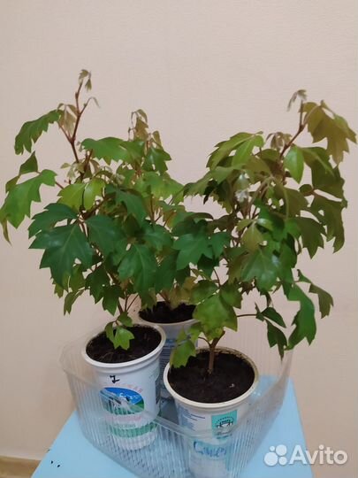 Комнатные цветы