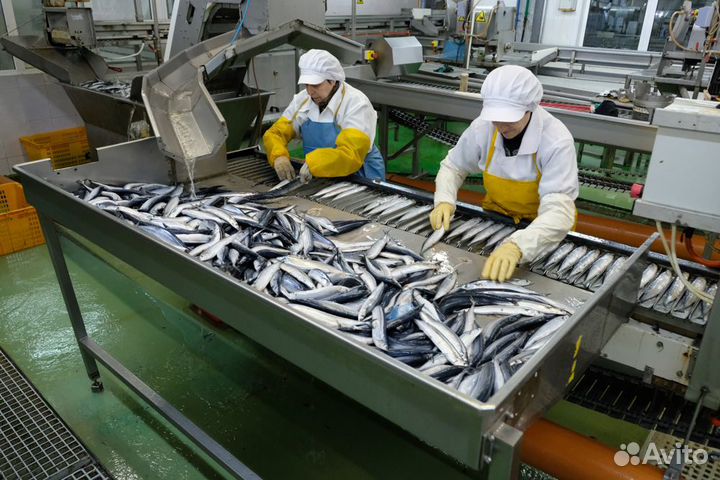 Рыбообработчик вахта