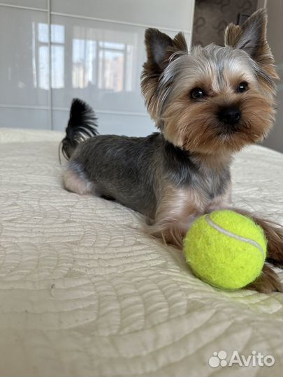 Вязка кобель йоркширского терьера