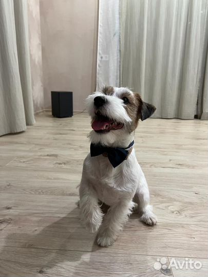 Вязка Джек-рассл-терьер жестко-шерстный