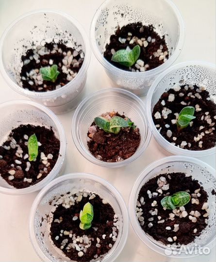 Суккулент. Гастерия вариегатная