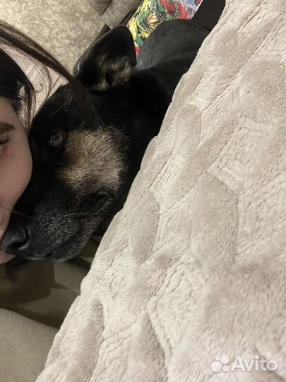 Щенок в добрые руки