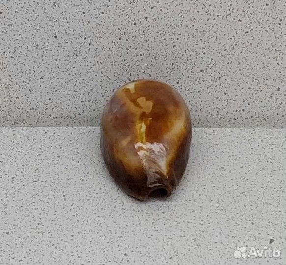 Ципрея Оникс 4,5 морская ракушка раковина