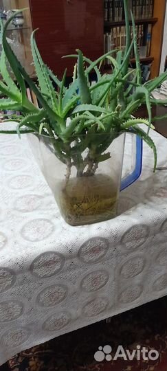 Алоэ(столетник), Толстянка, Сансевиерия