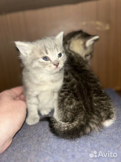 Кошечка в добрые руки