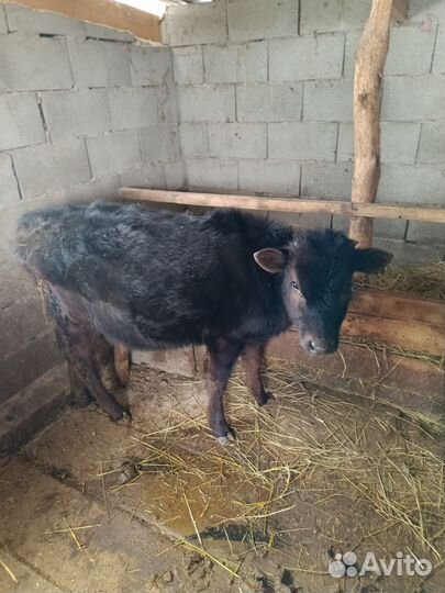 Телята телочки