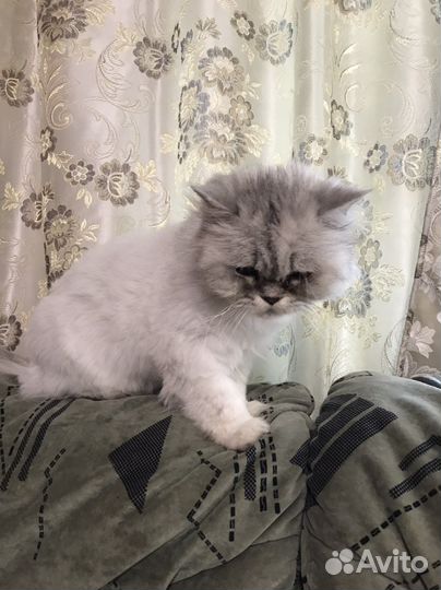 Персидская, донской сыинкс