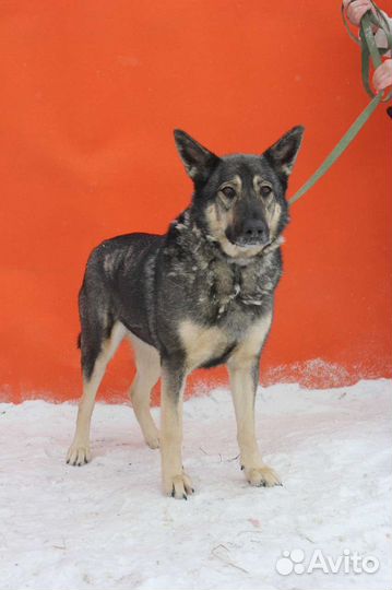 Ариель ищет дом