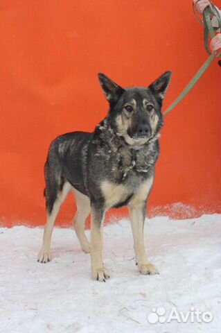 Ариель ищет дом