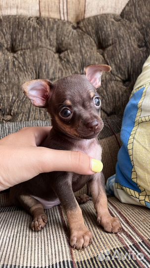 Той-терьер щенки