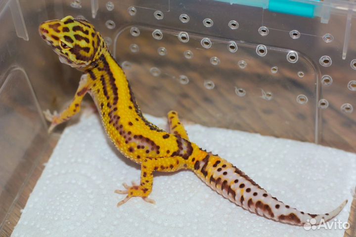 Геккон эублефар