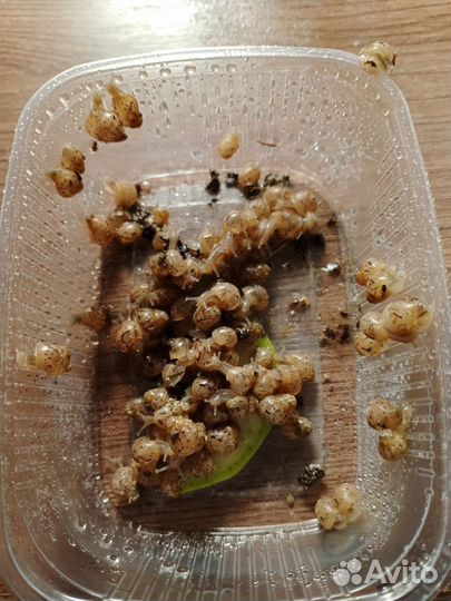 Улитки фулика Альбино