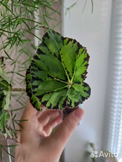 Бегония декоративно лиственная