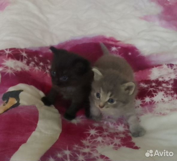 Котятам нужен дом
