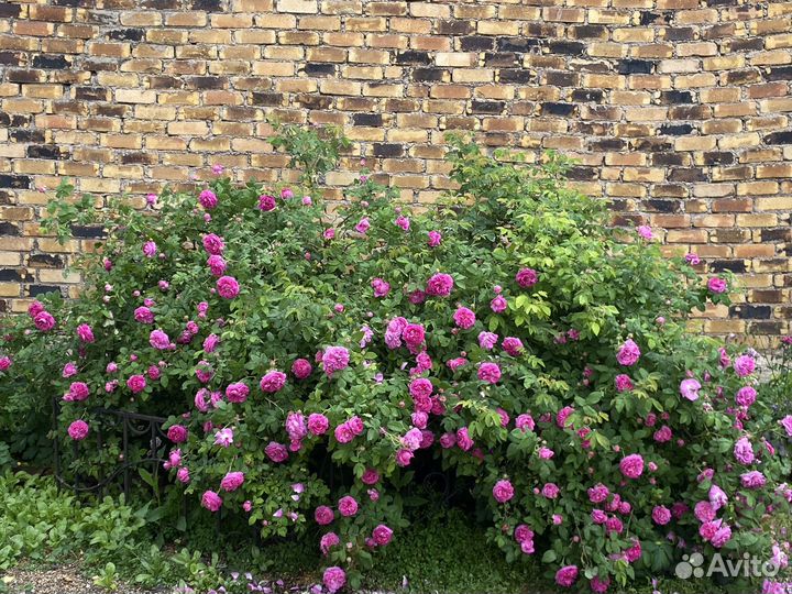 Кустовые розы, миндаль-саженцы