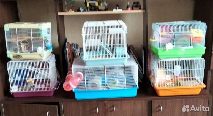 Передержка хомяков