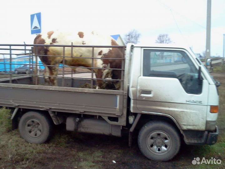 Быки коровы телки на мясо