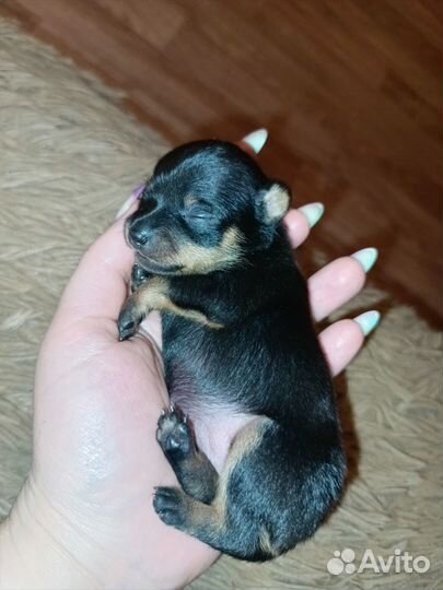 Бронь мини малышей открыта