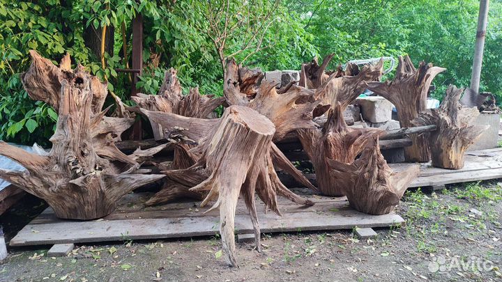 Пень с корягами дубовые