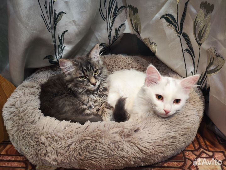 Кошки в добрые руки бесплатно