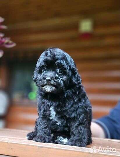 Мальтипу девочка