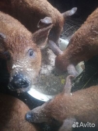 Венгерская мангалица поросята