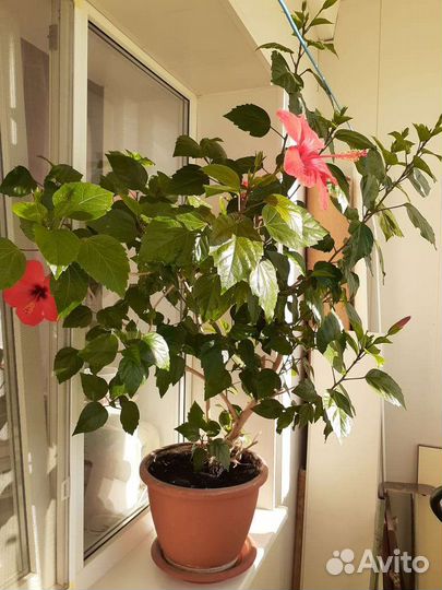 Гибискус китайская роза