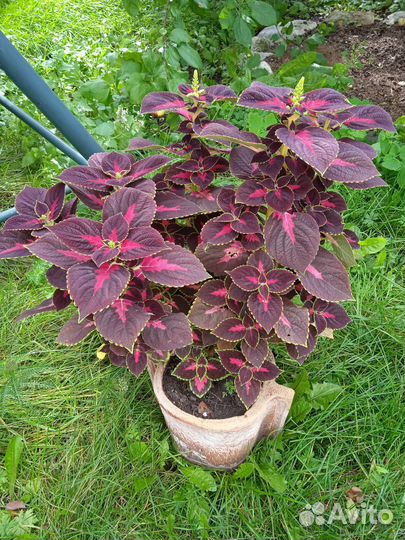 Колеус, герань, бегония