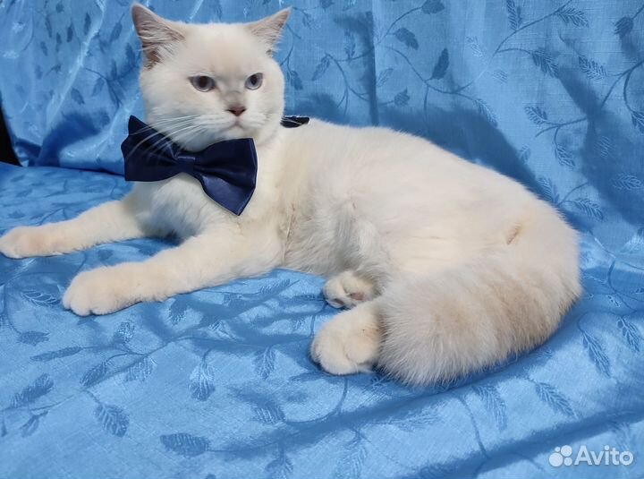 Шотландский кот на вязку