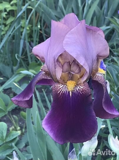 Ирисы бородатые