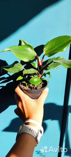 Филодендроны