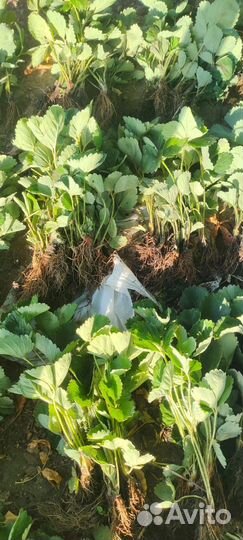 Рассада клубники