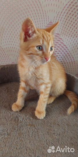 Котенок мальчик