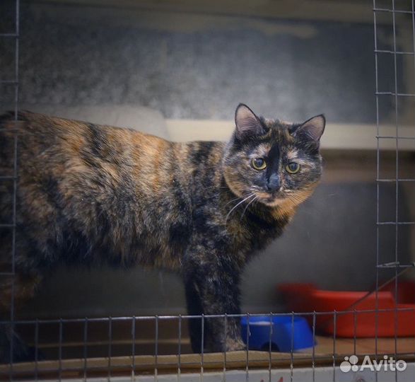 Кошка в дар