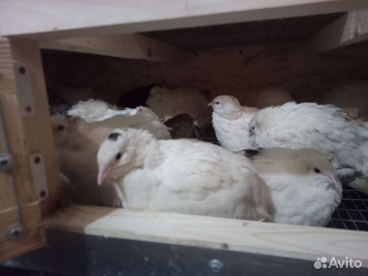 Яйца перепелиные домашние