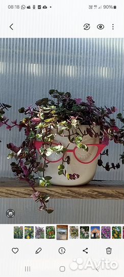 Каллизия Бьянка