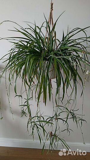 Хлорофитум