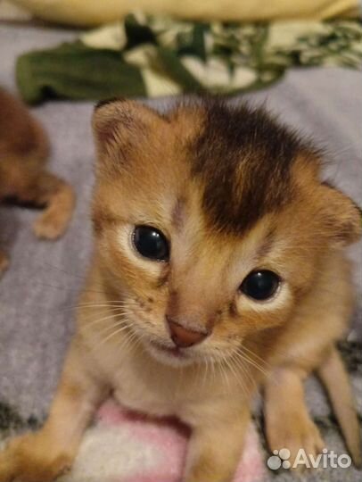 Котята чаузи