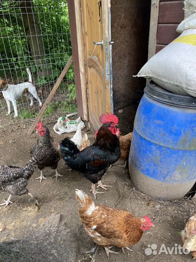 Куры петухи